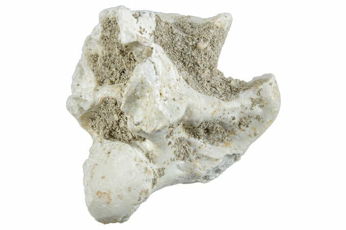 Fossil Sea Snake (Palaeophis) Vertebra - Morocco #261630